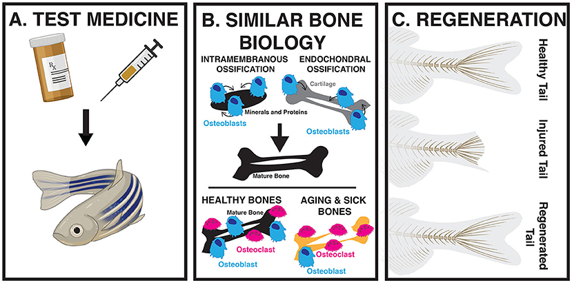Figure 3 - Zebrafish are a powerful animal model to study bone biology.