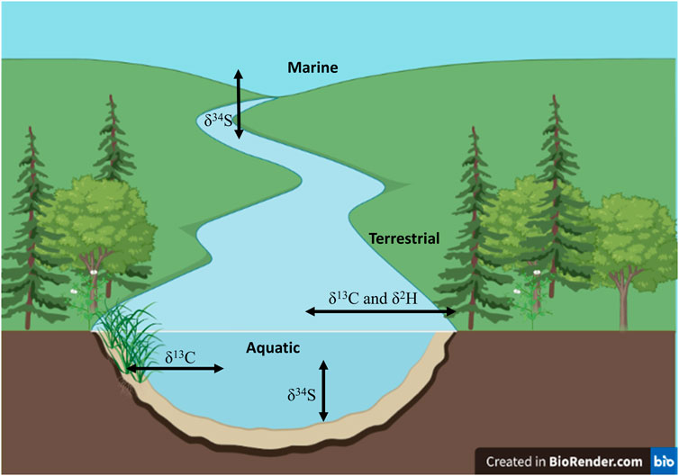 Fish scale stable isotopes as potential indicators of nutrient