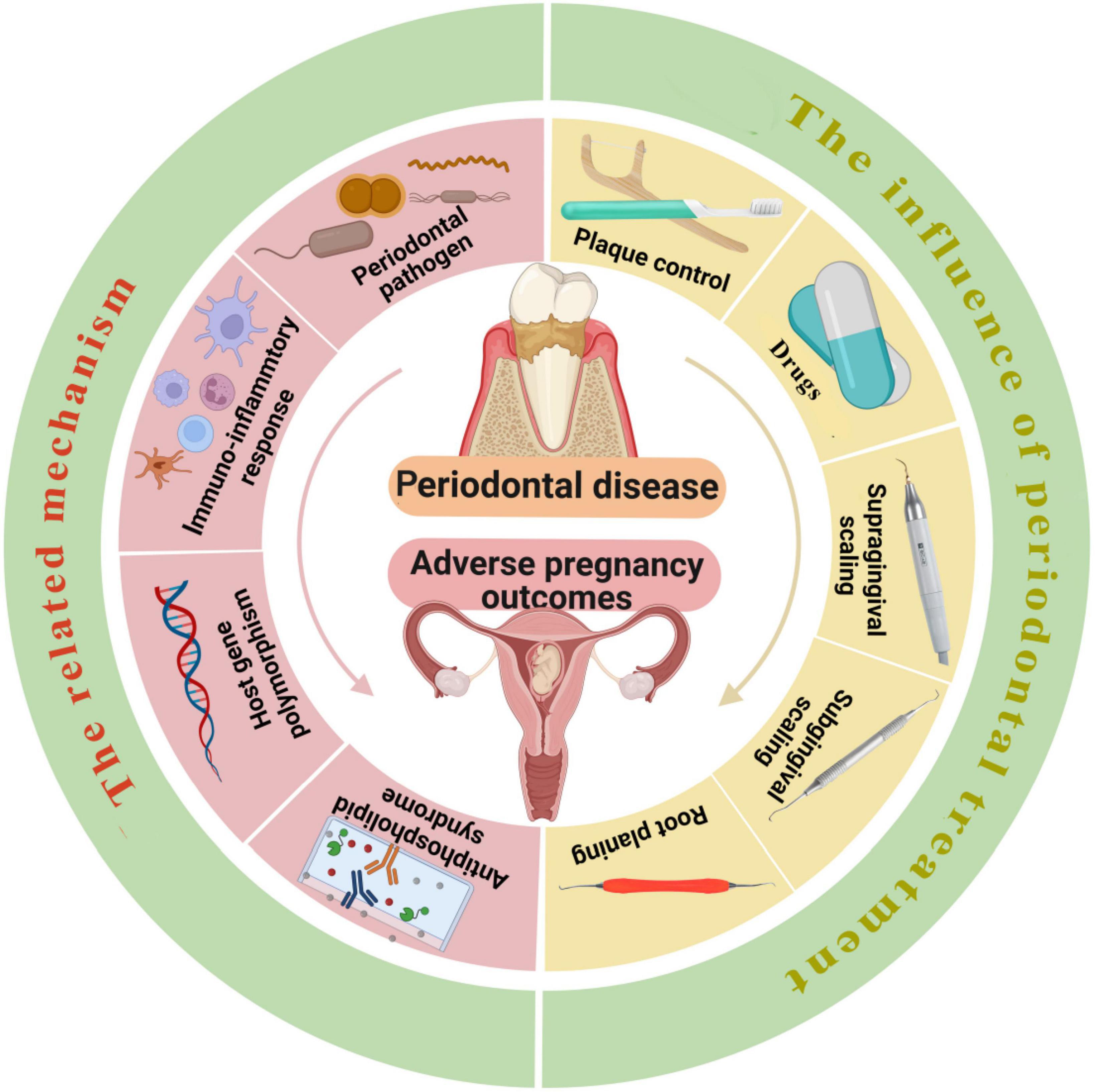Frontiers  Periodontal disease in pregnancy and adverse pregnancy  outcomes: Progress in related mechanisms and management strategies