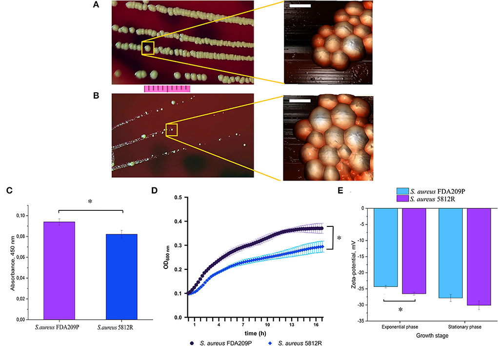 Staphylococcus: Most Up-to-Date Encyclopedia, News & Reviews