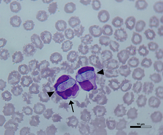 Parvo parasite sales