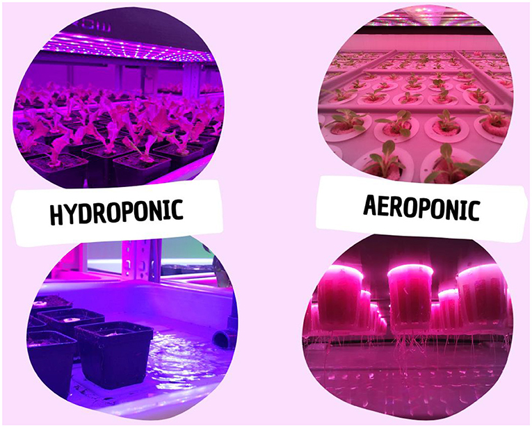 Figure 2 - Two main soilless systems are used in vertical farms.