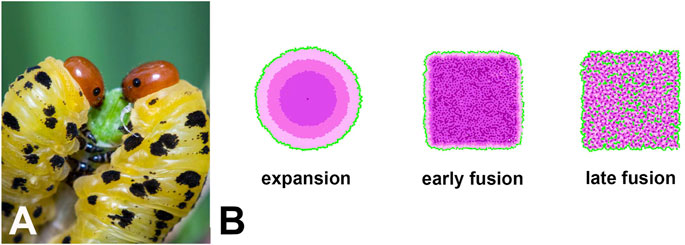 Frontiers  EyeVolve, a modular PYTHON based model for simulating  developmental eye type diversification