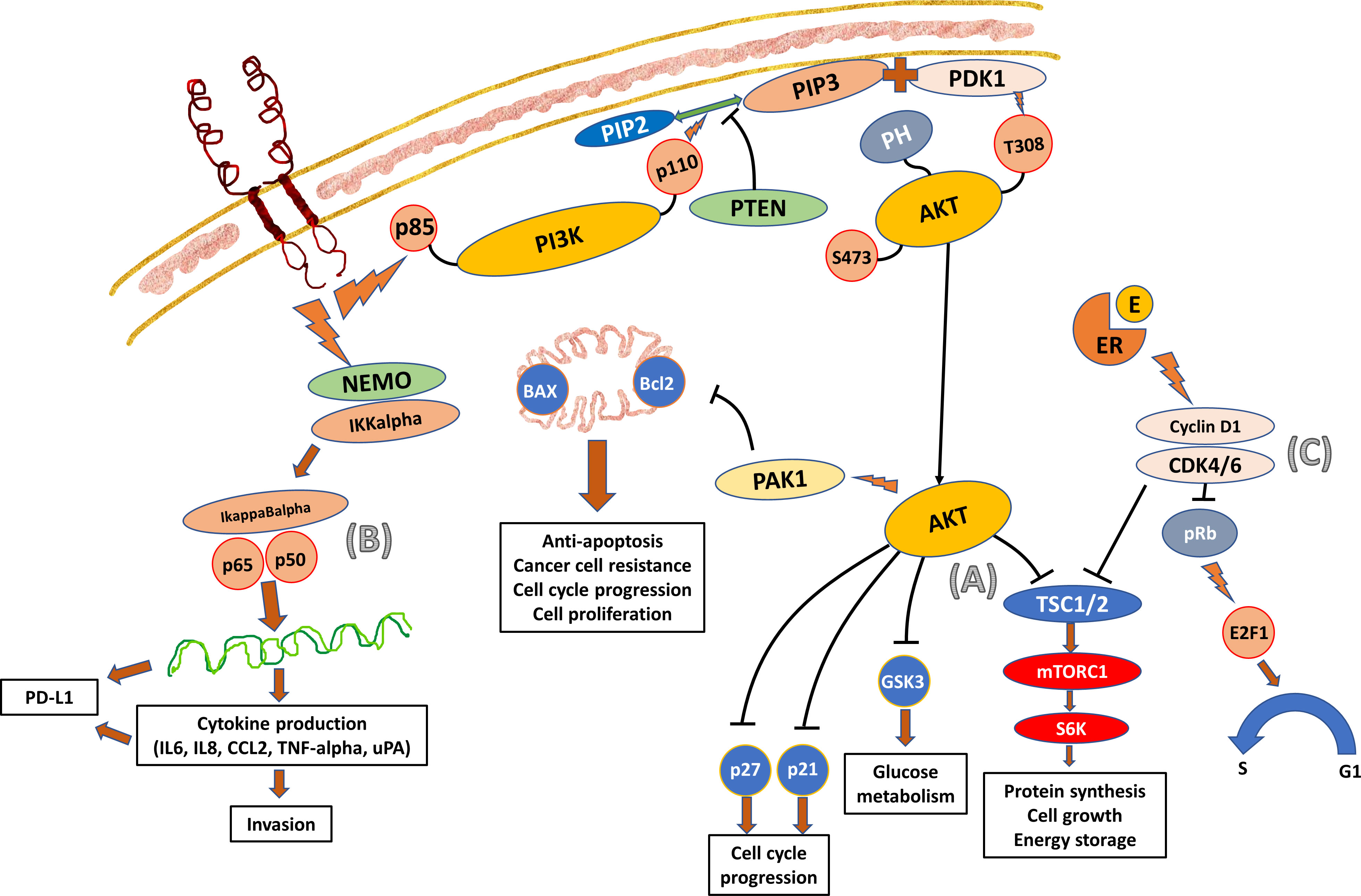 12 Saal Ki Chu - Frontiers | Clinical implication of genetic composition and molecular  mechanism on treatment strategies of HER2-positive breast cancers