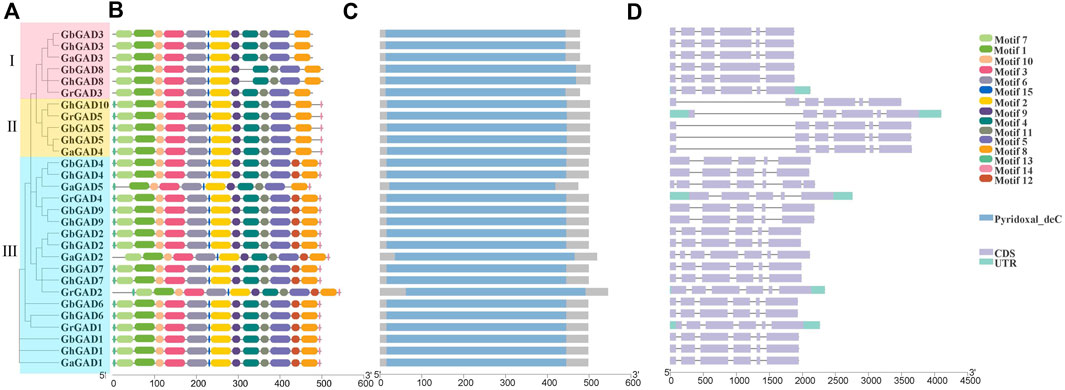 Frontiers | Genome-wide identification of GAD family genes suggests ...