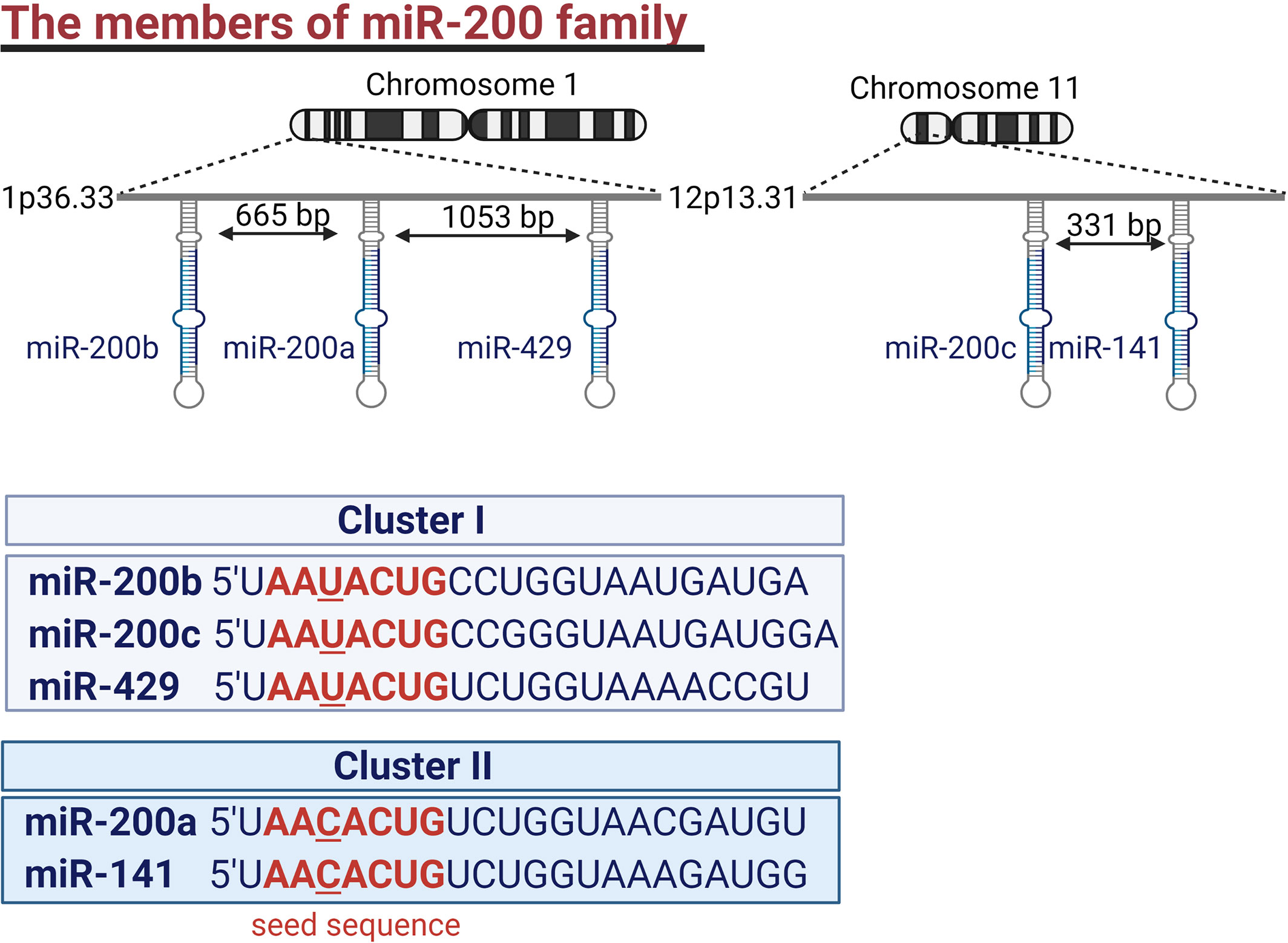 Frontiers | The role of miR-200 family in the regulation of 