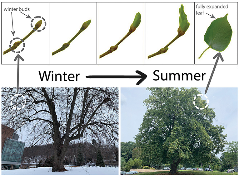 Figure 1 - In the winter, buds protect the tiny leaves that will expand in the spring.