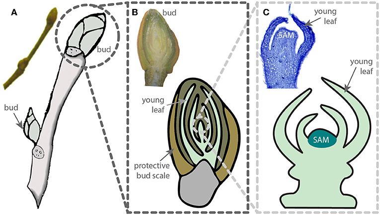 Figure 2 - Winter buds enclose a shoot apical meristem and leaves that will emerge in the spring.