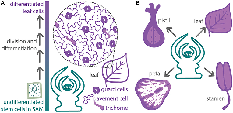 Figure 3 - Shoot apical meristem (SAM) produces the above-ground organs of plants.