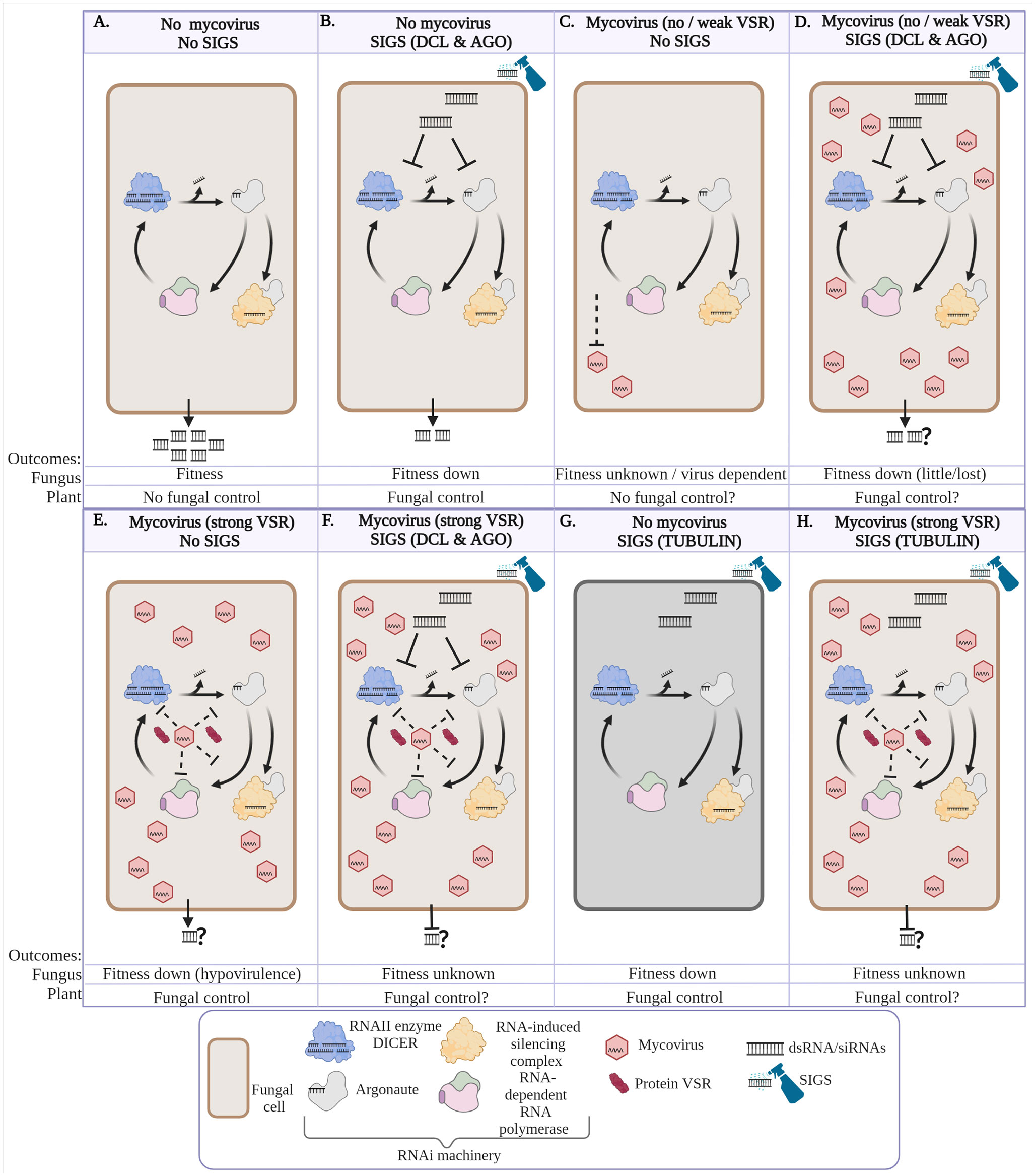 Experimental verification of strain-dependent relationship between  mycovirus and its fungal host - ScienceDirect