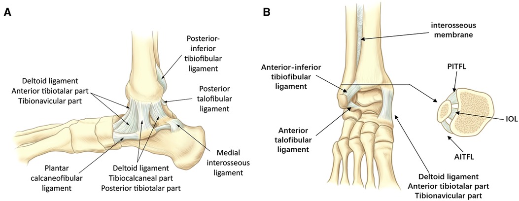 The tibiocalcaneal bundle of the deltoid ligament – Prevalence and