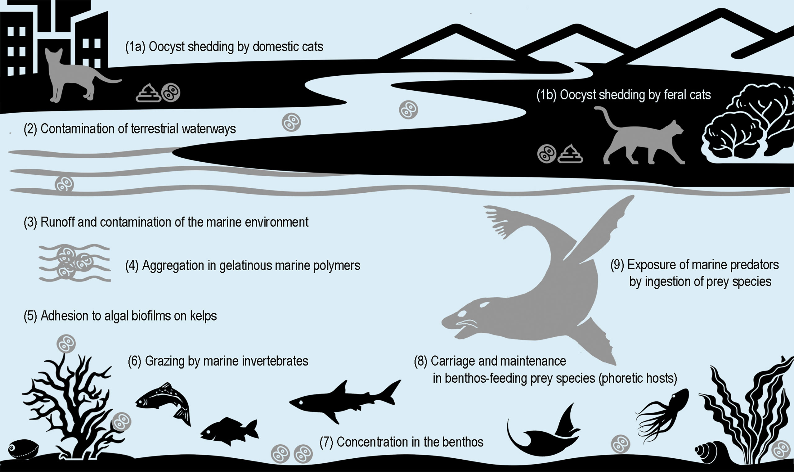 Lack of food is the new threat to Antarctic fur seals, research suggests