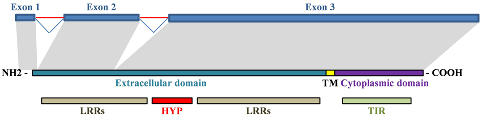 www.frontiersin.org