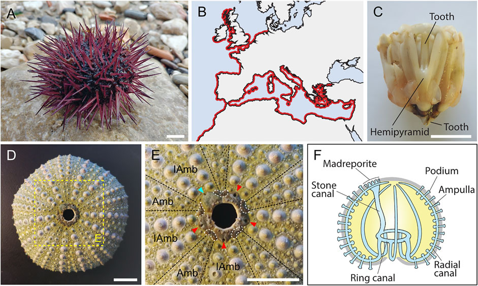 A) The normal circular trajectory of a sea urchin sperm is
