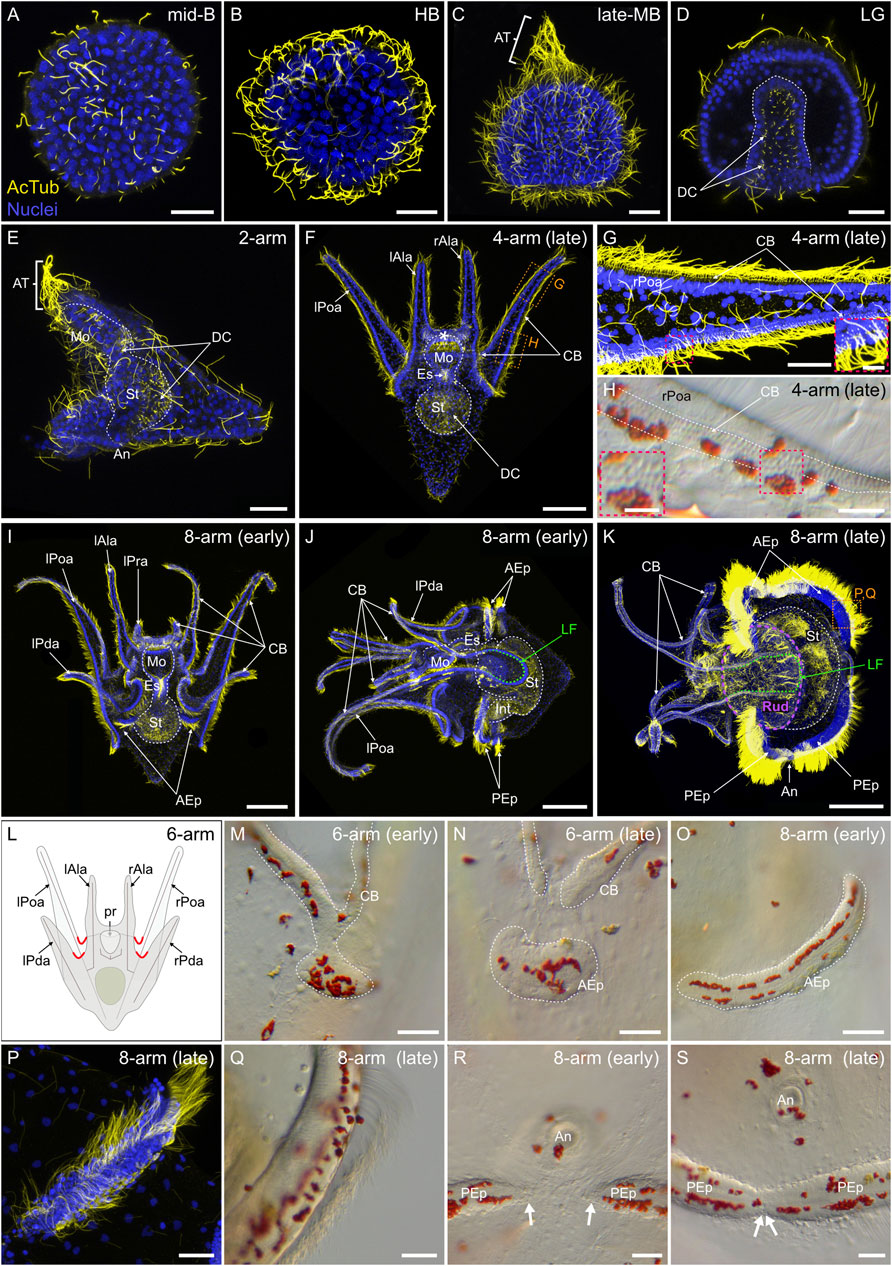 Frontiers  Developmental atlas of the indirect-developing sea urchin  Paracentrotus lividus: From fertilization to juvenile stages