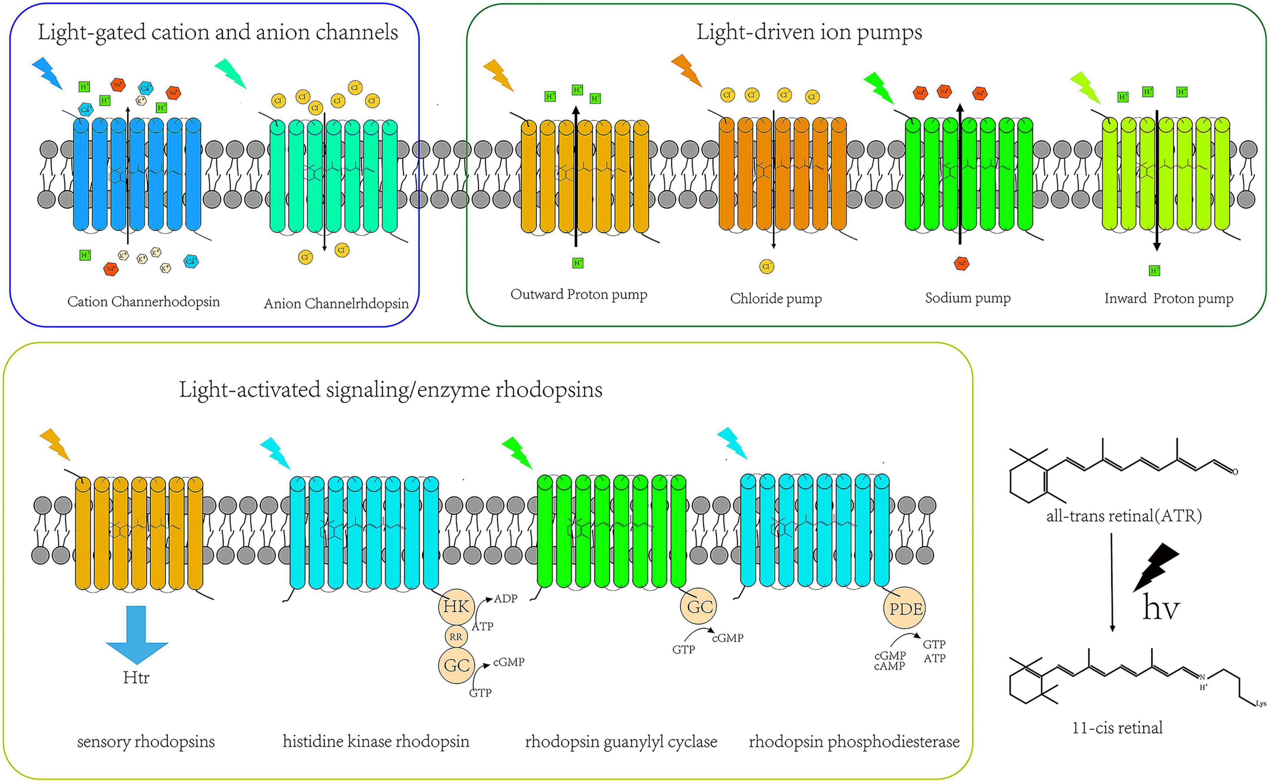 Dynamics and mechanism of a light-driven chloride pump