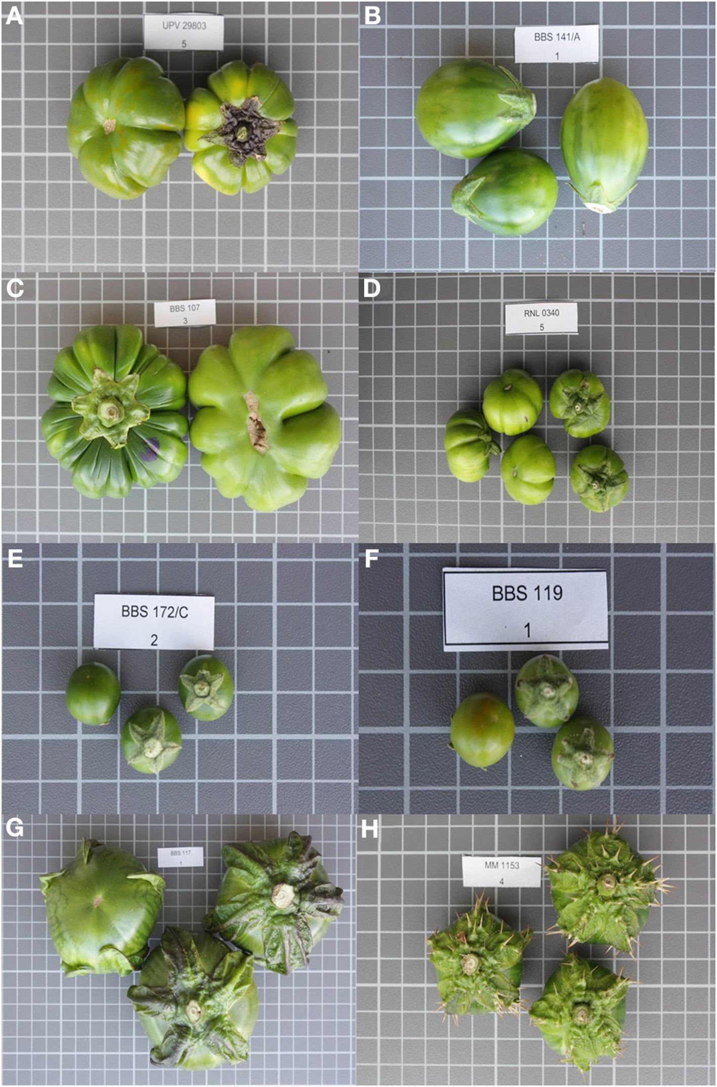 Solanum macrocarpon L . ) and Scarlet ( Solanum aethiopicum L . )