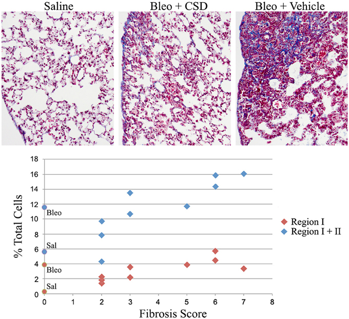 Frontiers  Fibrocytes: A Critical Review and Practical Guide