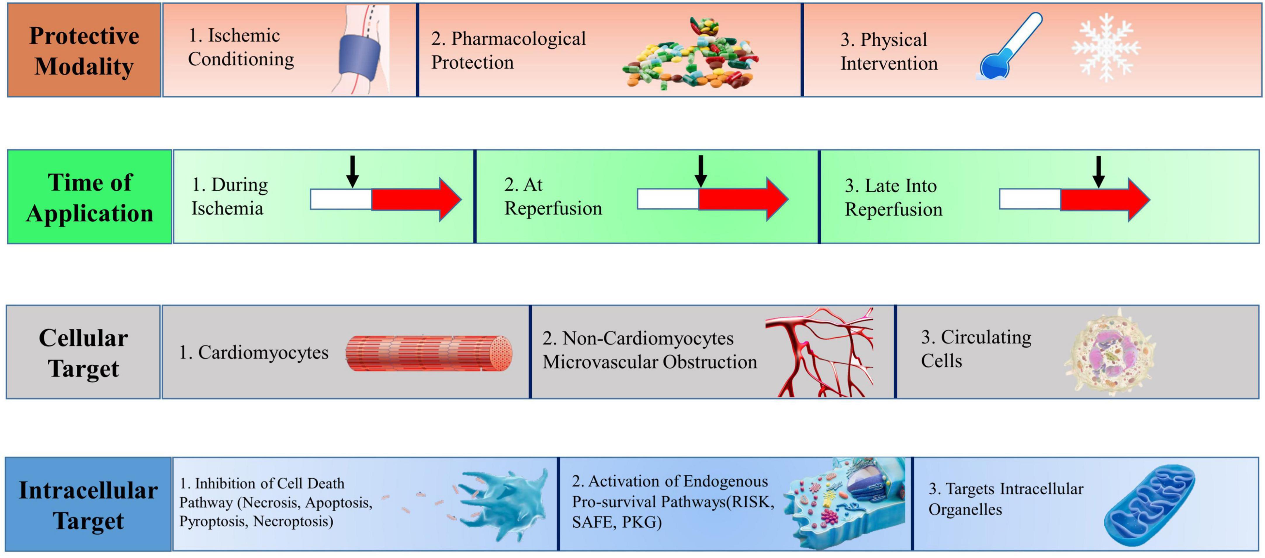 Distinct Roles of Autophagy in the Heart During Ischemia and Reperfusion