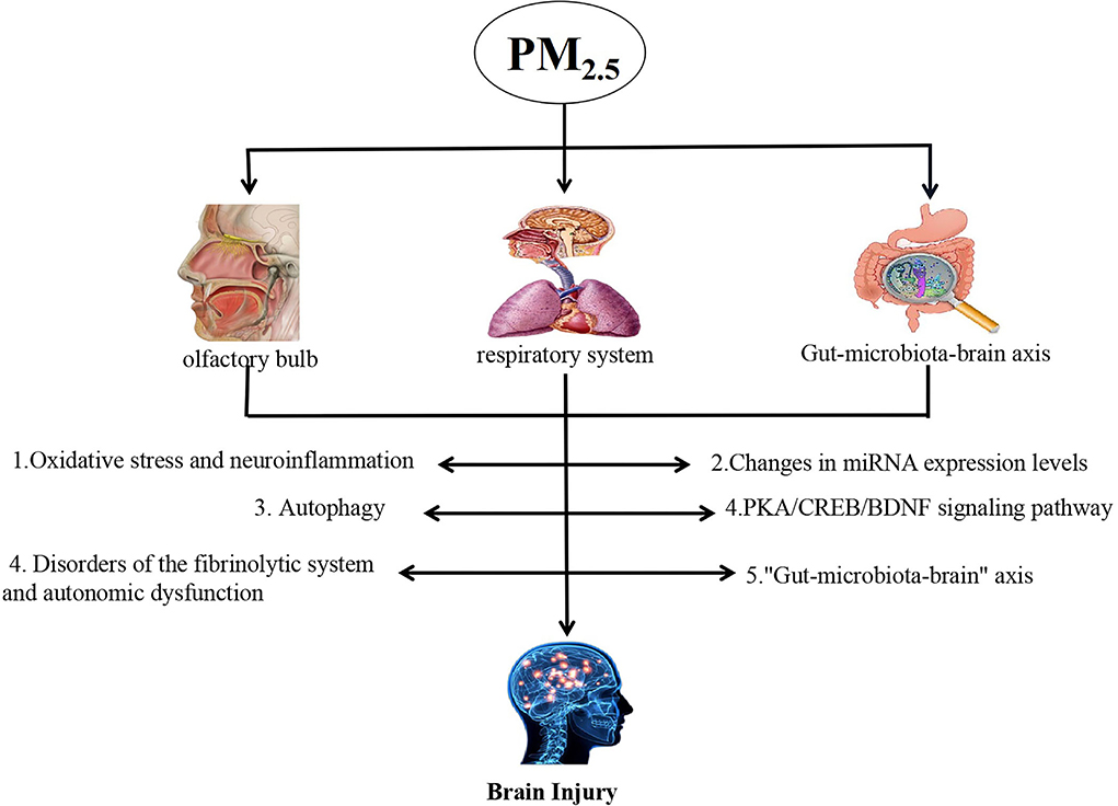 Short-term PM2.5 exposure and cognitive function: Association and  neurophysiological mechanisms - ScienceDirect