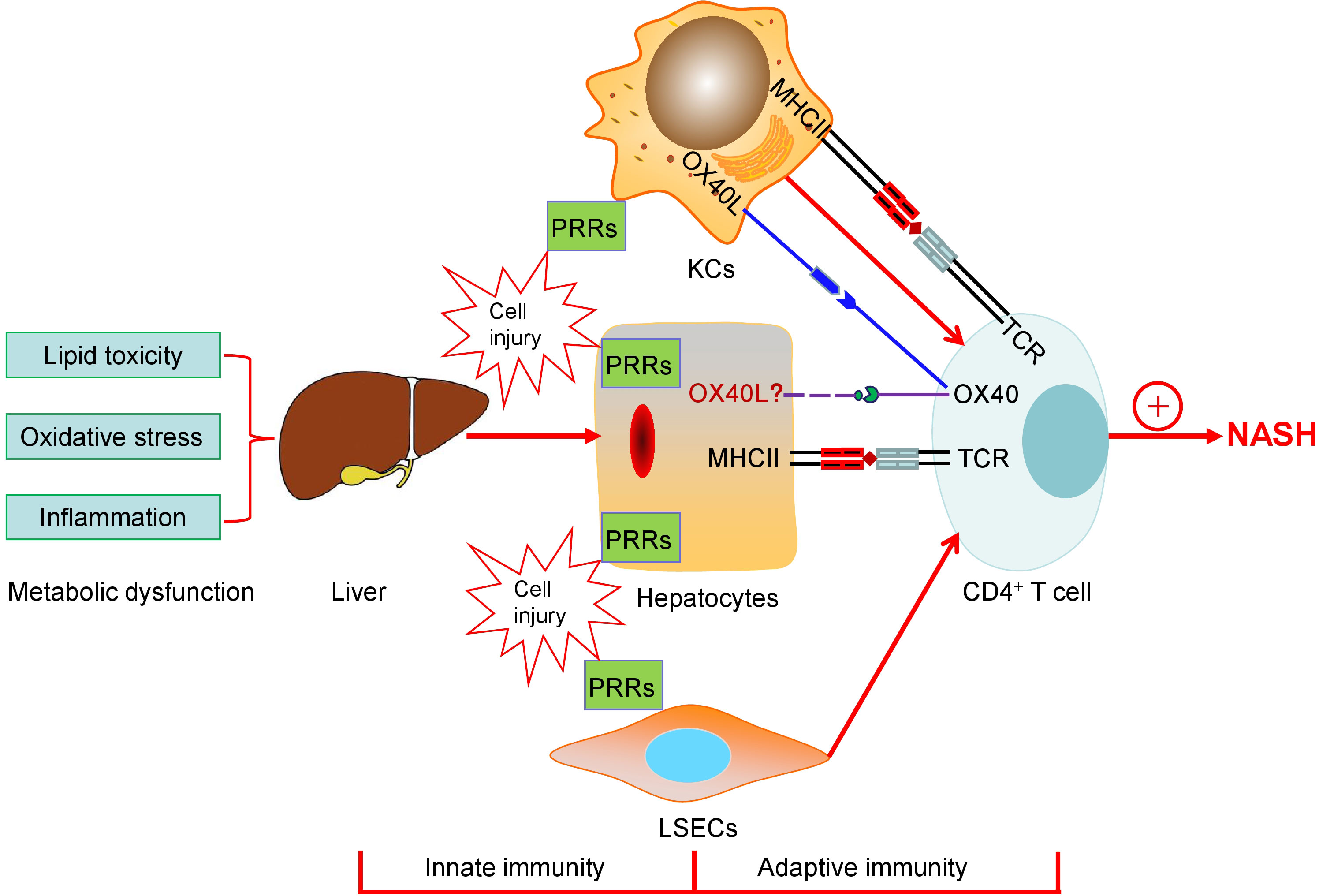 Atypical MHC class II-expressing antigen-presenting cells: can