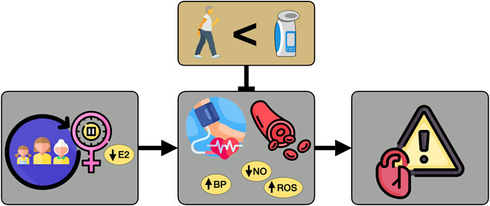 Frontiers  A single-set functional training program increases muscle  power, improves functional fitness, and reduces pro-inflammatory cytokines  in postmenopausal women: A randomized clinical trial