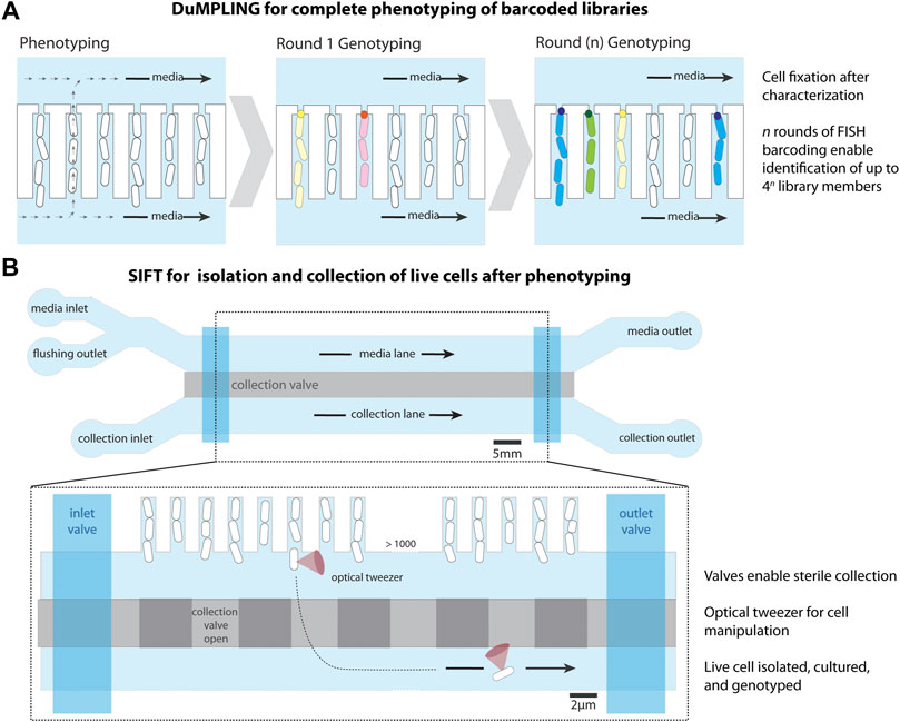 Frontiers  Live-cell analysis framework for quantitative phase