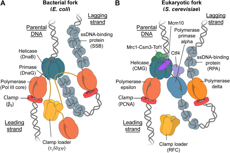 Fluorescent Single-Stranded DNA Binding Protein as a Probe for Sensitive,  Real-Time Assays of Helicase Activity: Biophysical Journal