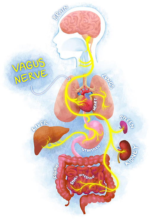 Figure 1 - The vagus nerve connects the brain to many of the body’s internal organs.