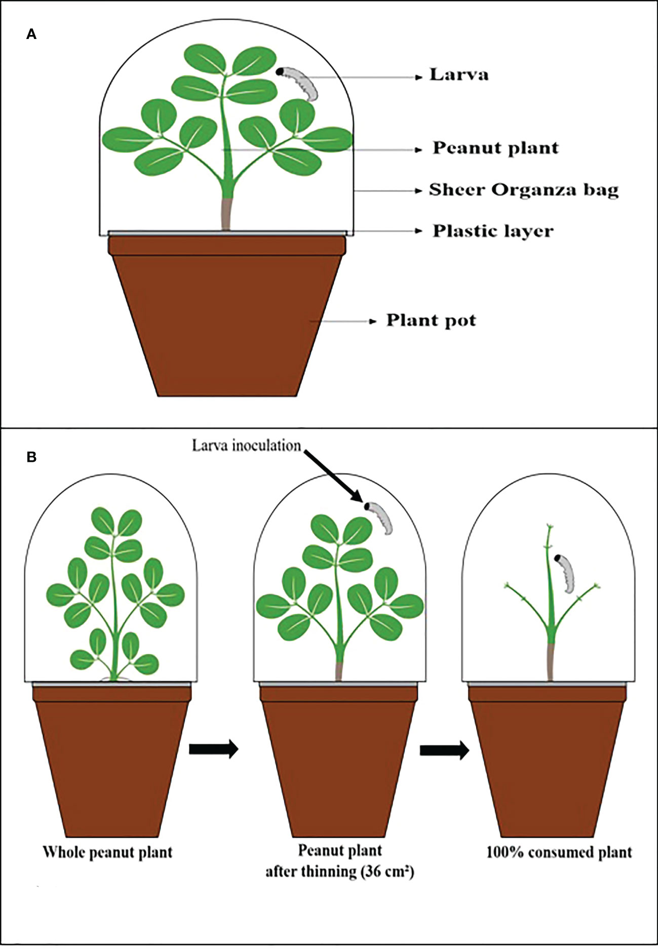 Frontiers | Negative effects on the development of includens and Spodoptera cosmioides fed by peanut plants inoculated with entomopathogenic fungi