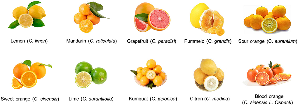 citric acid fruits
