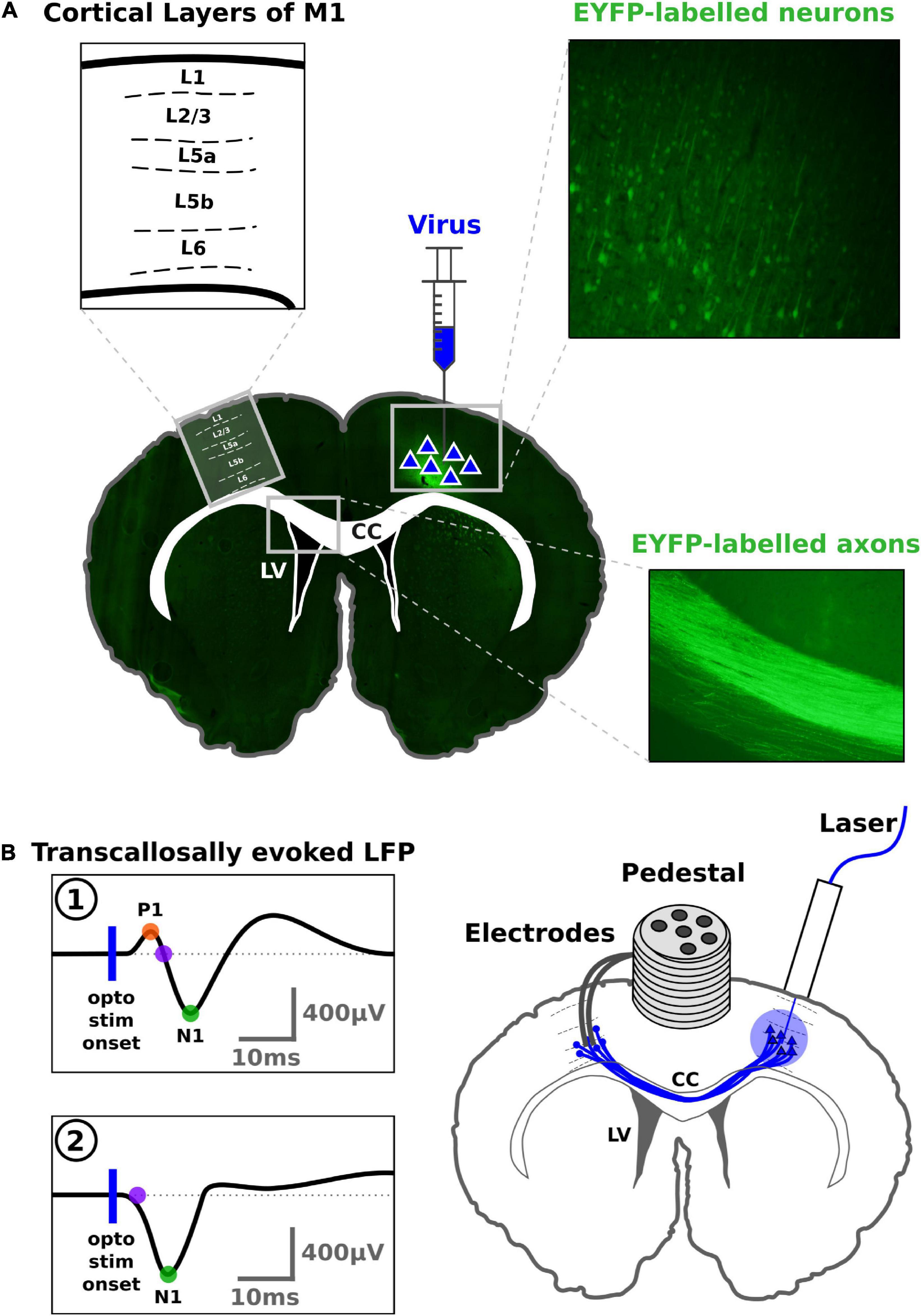 Frontiers  Dose-response relationship between the variables of