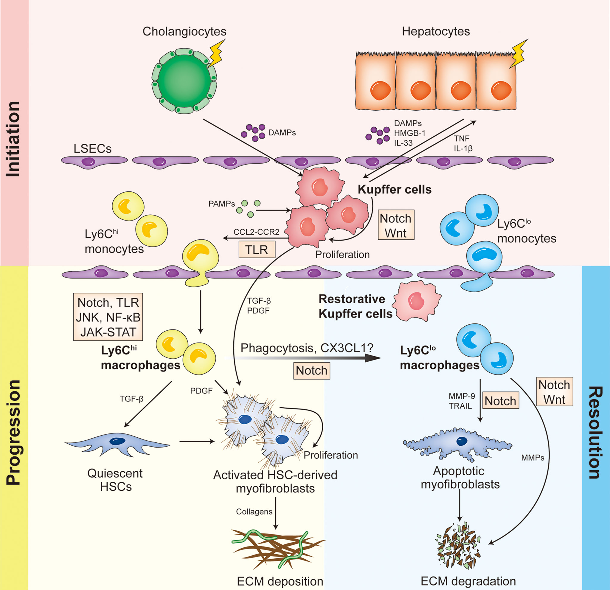 Frontiers | The versatility of macrophage heterogeneity in liver fibrosis