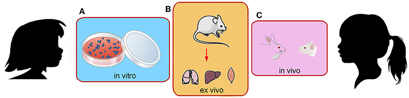 Figure 1 - (A) Models for measuring the response to biomaterials are called in vitro if they are performed using cells grown in the lab.