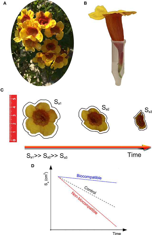 Figure 2 - Flowers can be used as a model to measure the biocompatibility of materials.
