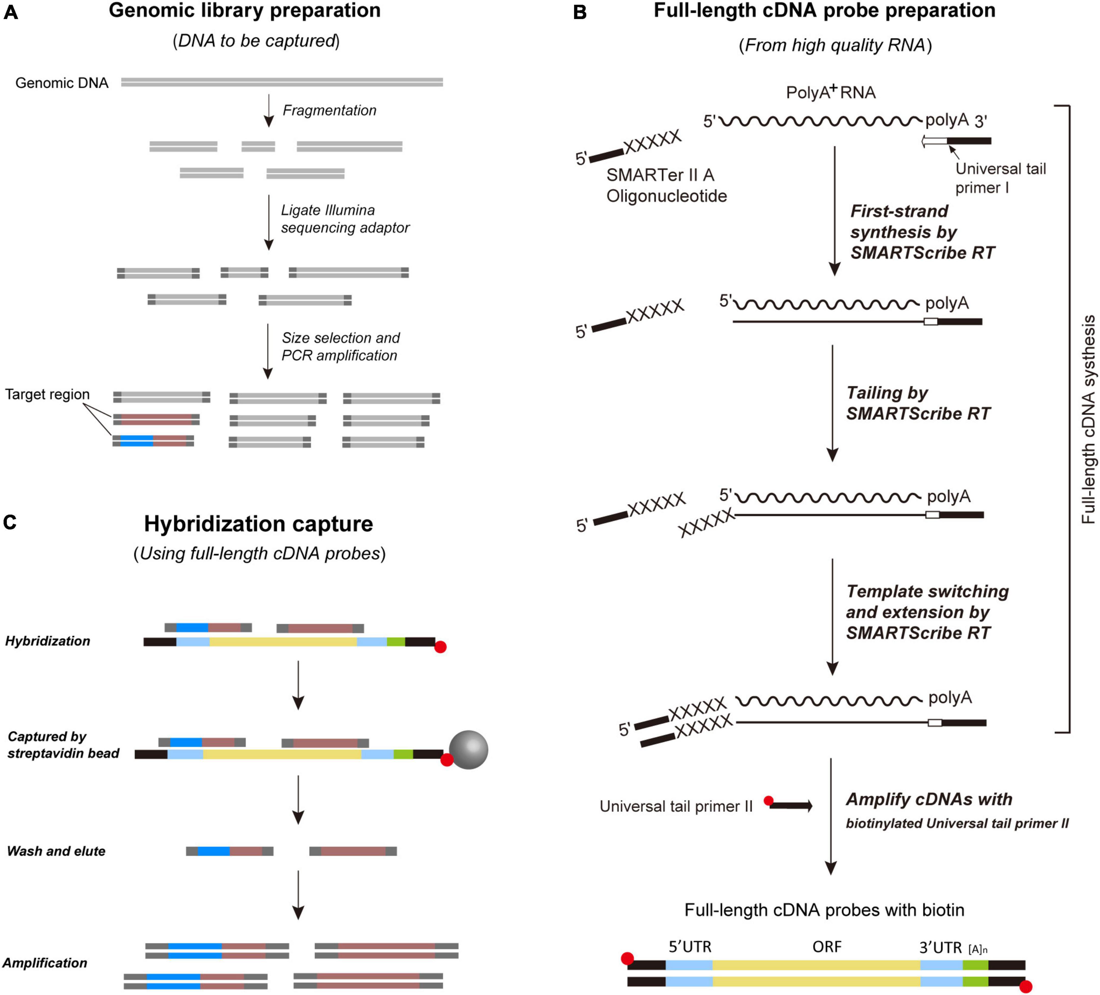 DREAMS: deep read-level error model for sequencing data applied to