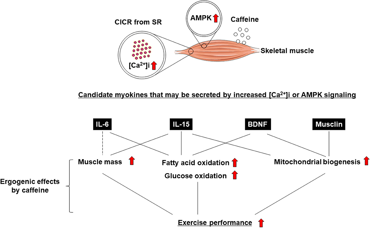 Influence of caffeine on the maximal isometric and concentric force  produced by skinned fibers