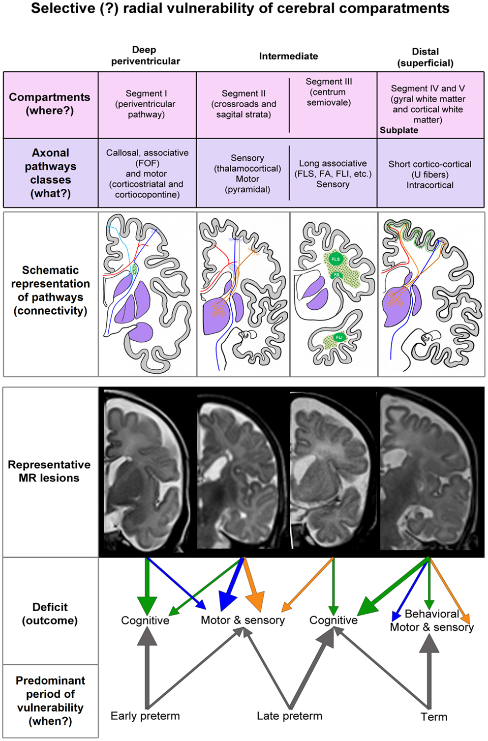 Frontiers | Developmental Dynamics of Radial Vulnerability ...