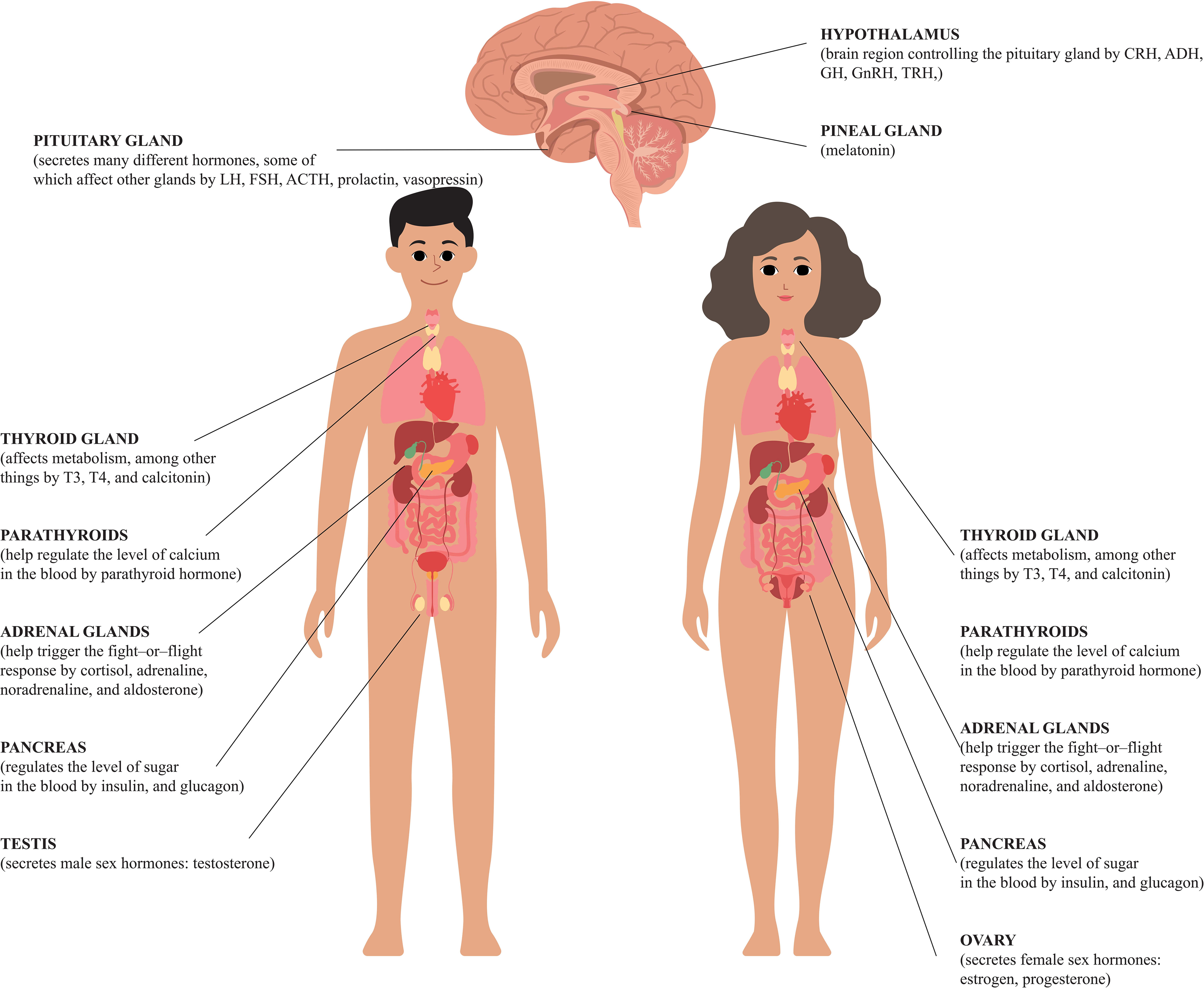 Frontiers  Endocrine disorders and fertility and pregnancy: An update