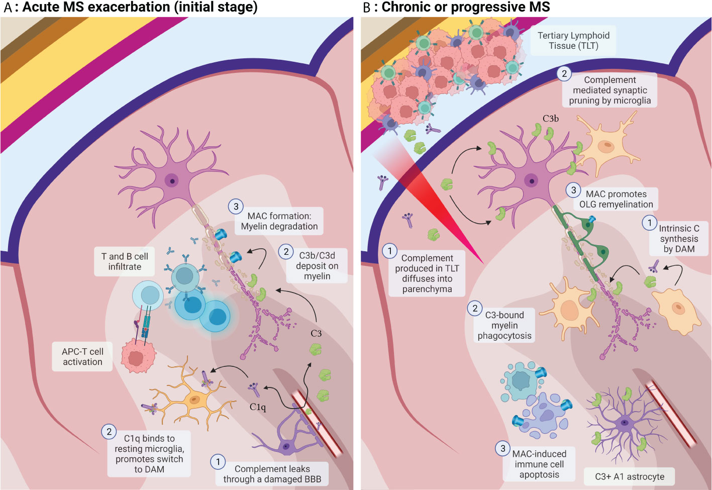 Frontiers The Role Of The Complement System In Multiple Sclerosis A Review