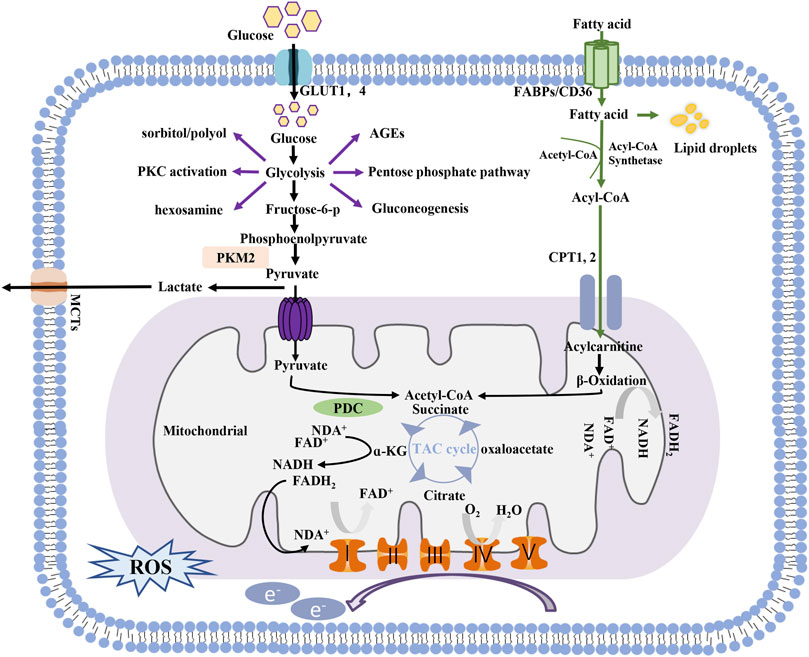 Frontiers | Metabolic reprogramming: A novel therapeutic target in 