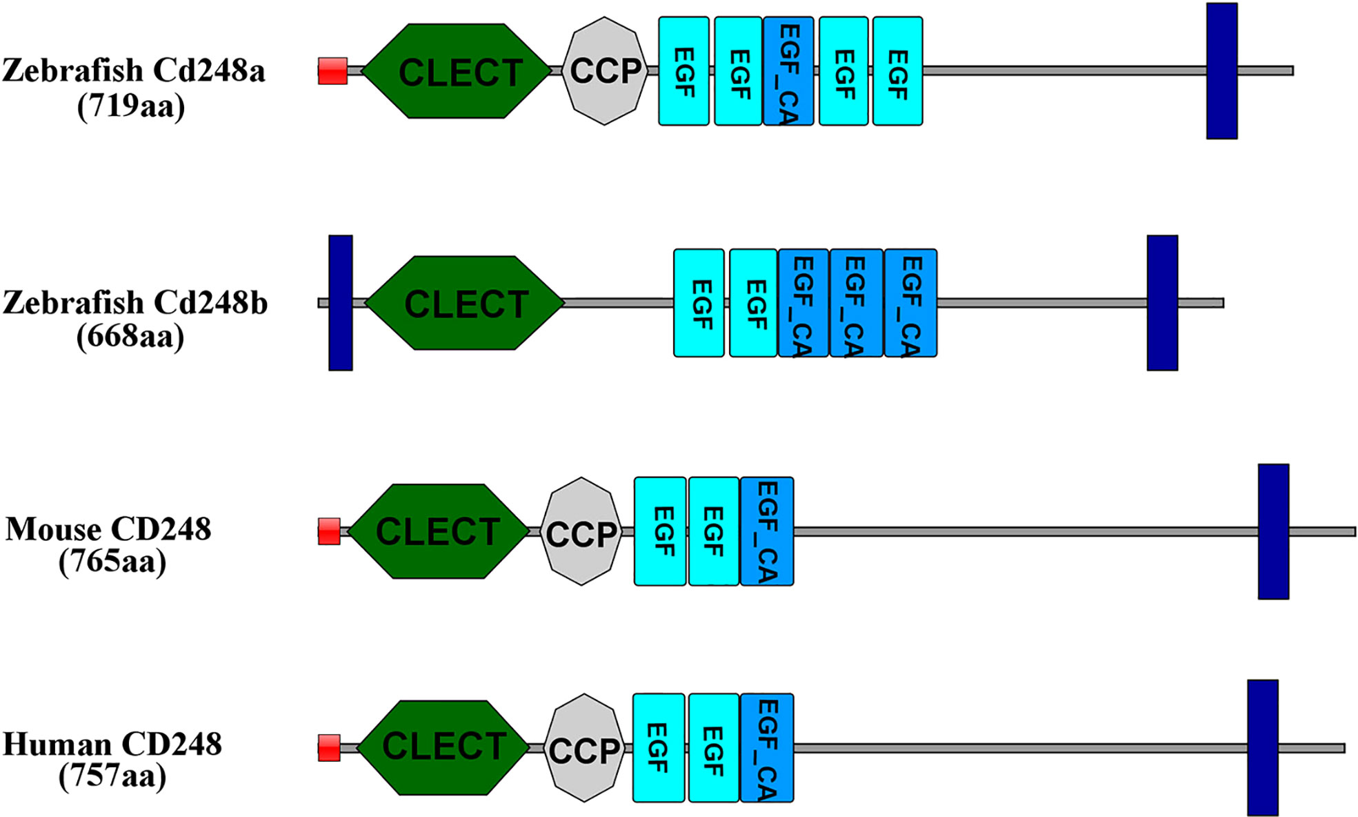 Frontiers | Cd248a and Cd248b in zebrafish participate in