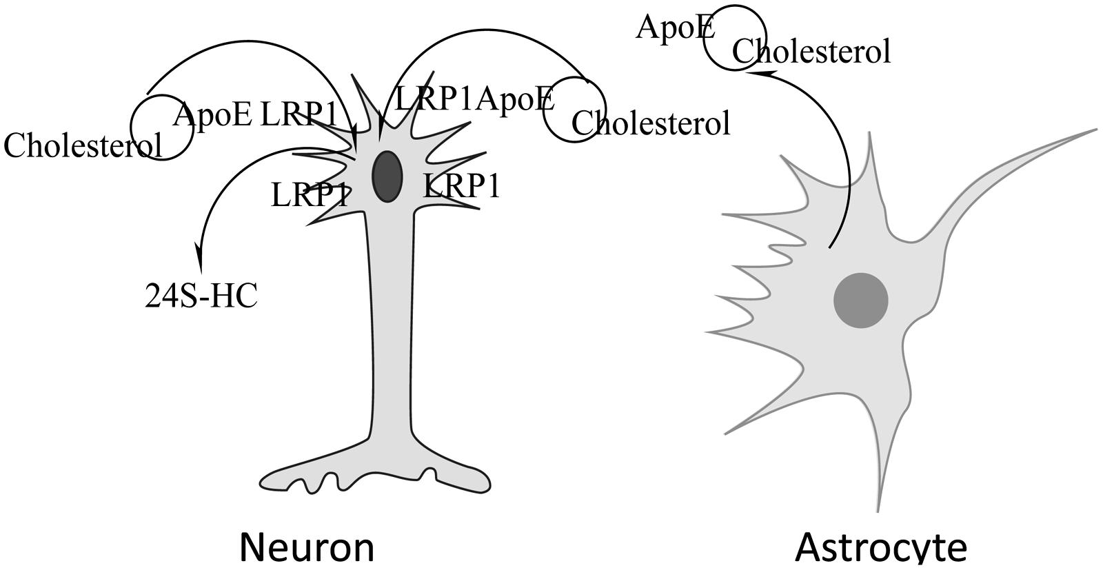 Frontiers | HFE gene variants, iron, and lipids: a novel connection in Alzheimer's disease Frontiers | HFE gene variants, iron, and lipids: a novel connection in Alzheimer's disease