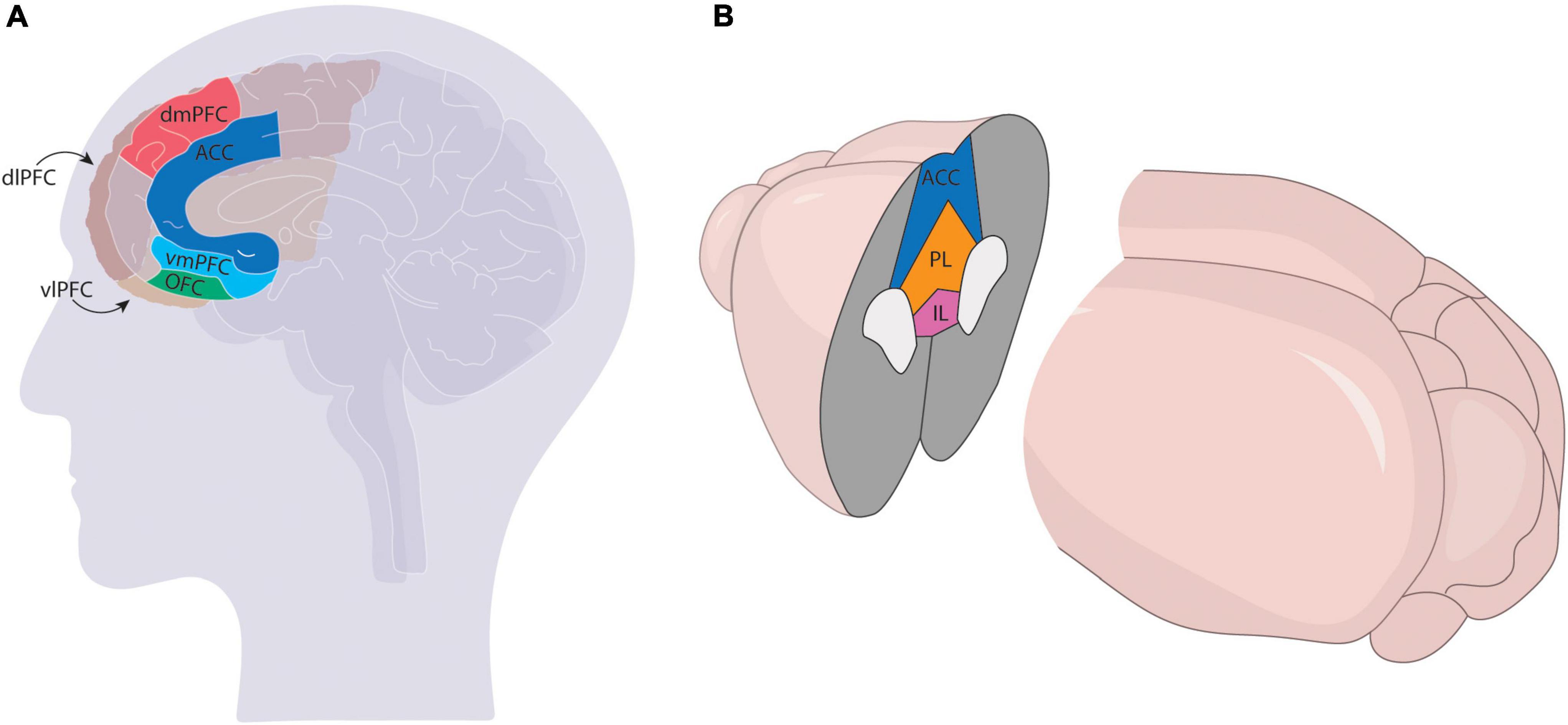 Frontiers  Defining the interconnectivity of the medial