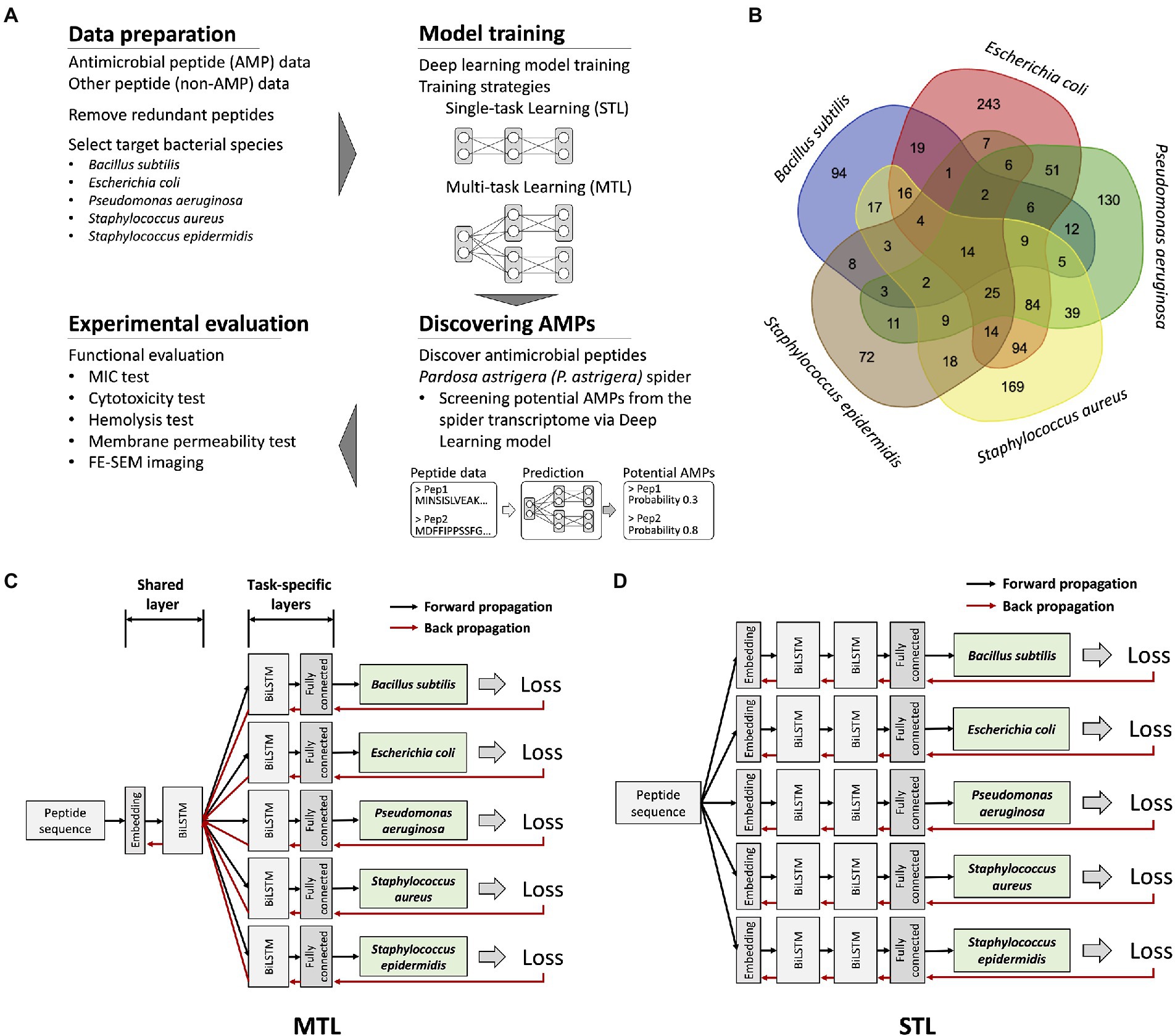 Frontiers  First generation of multifunctional peptides derived