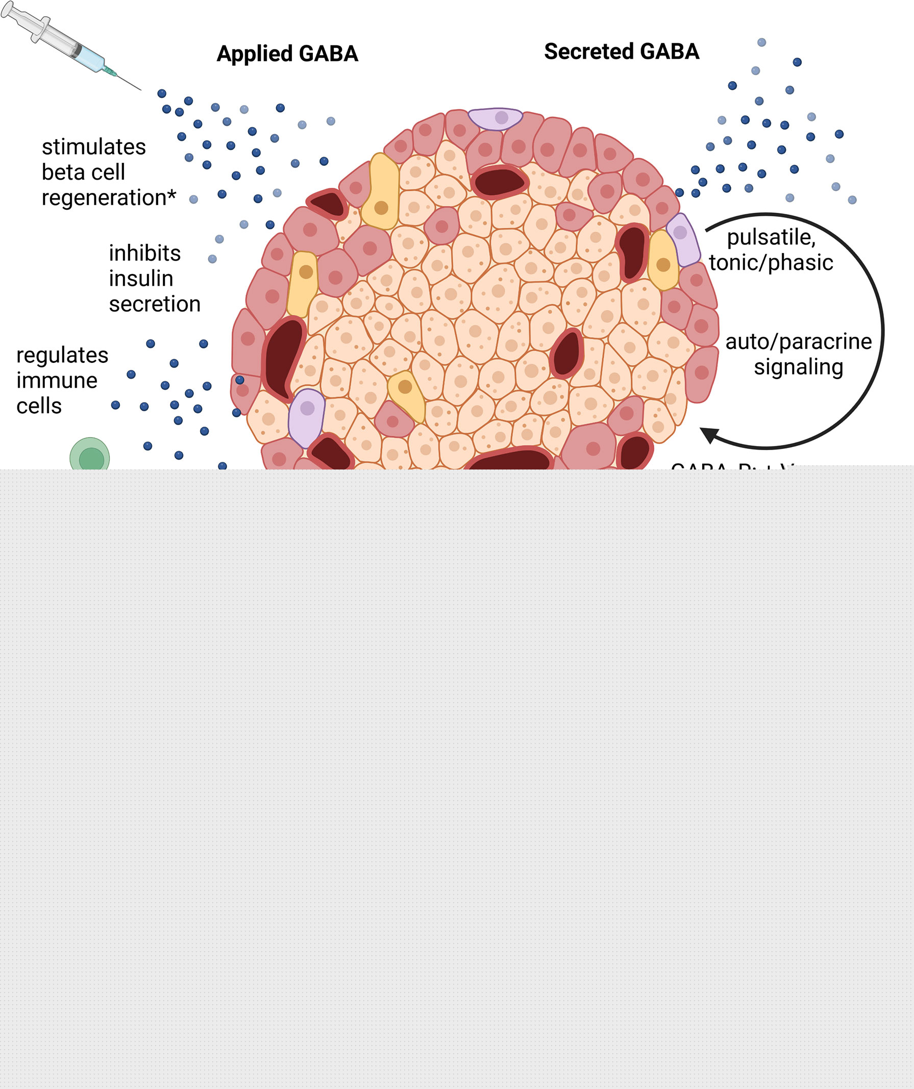 regulate blood glucose levels produced by the same mixed gland