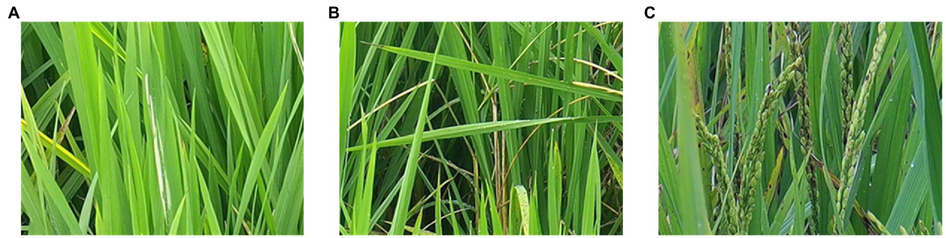 www.frontiersin.org