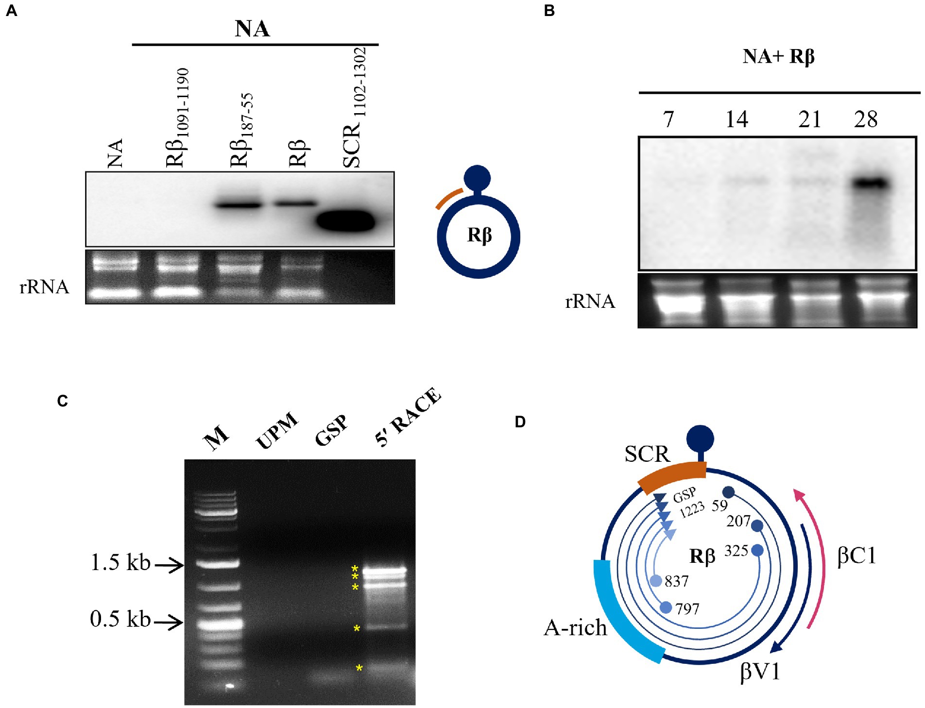 race assay