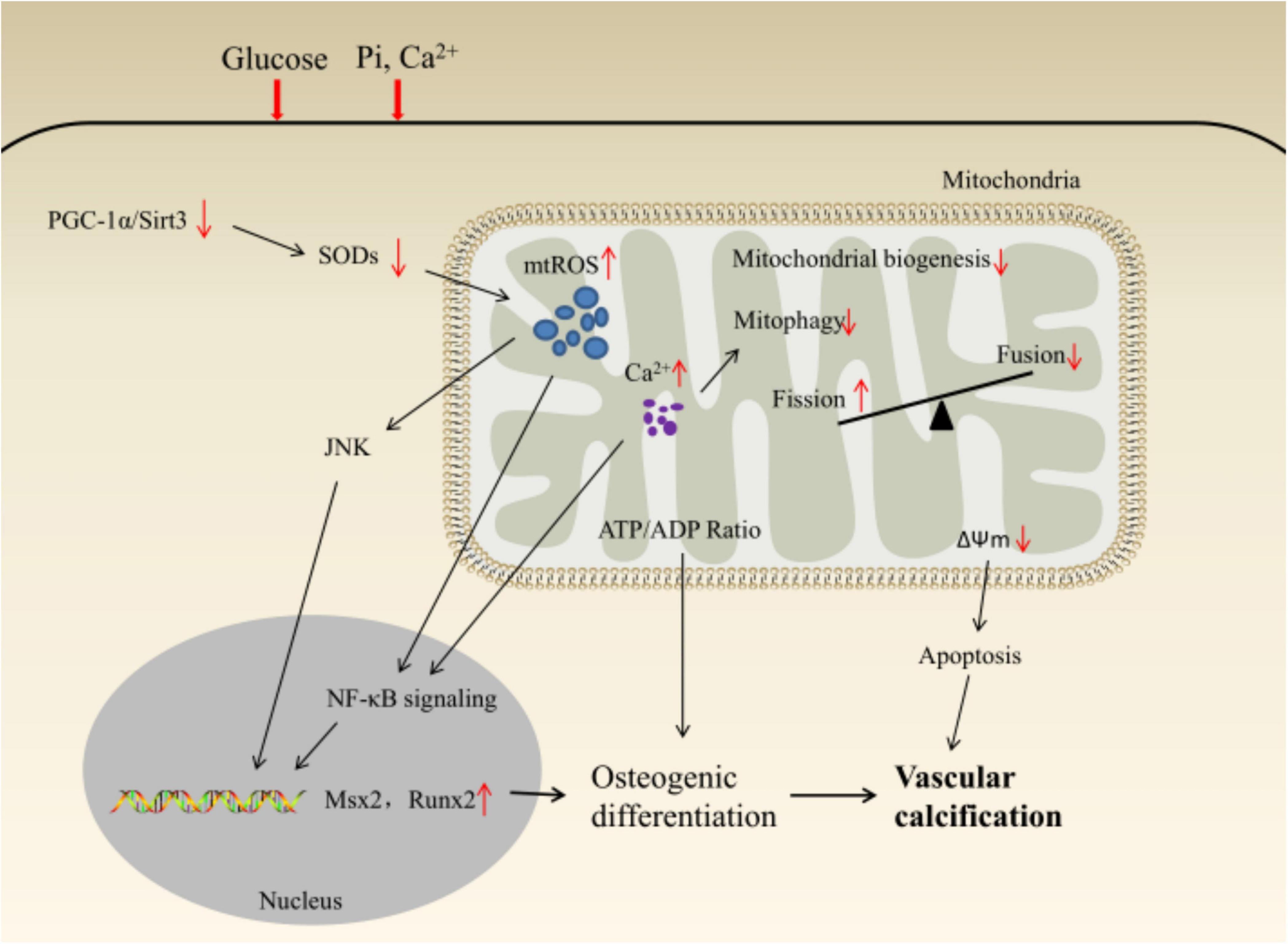 Frontiers | Phenotypic plasticity of vascular smooth muscle cells 