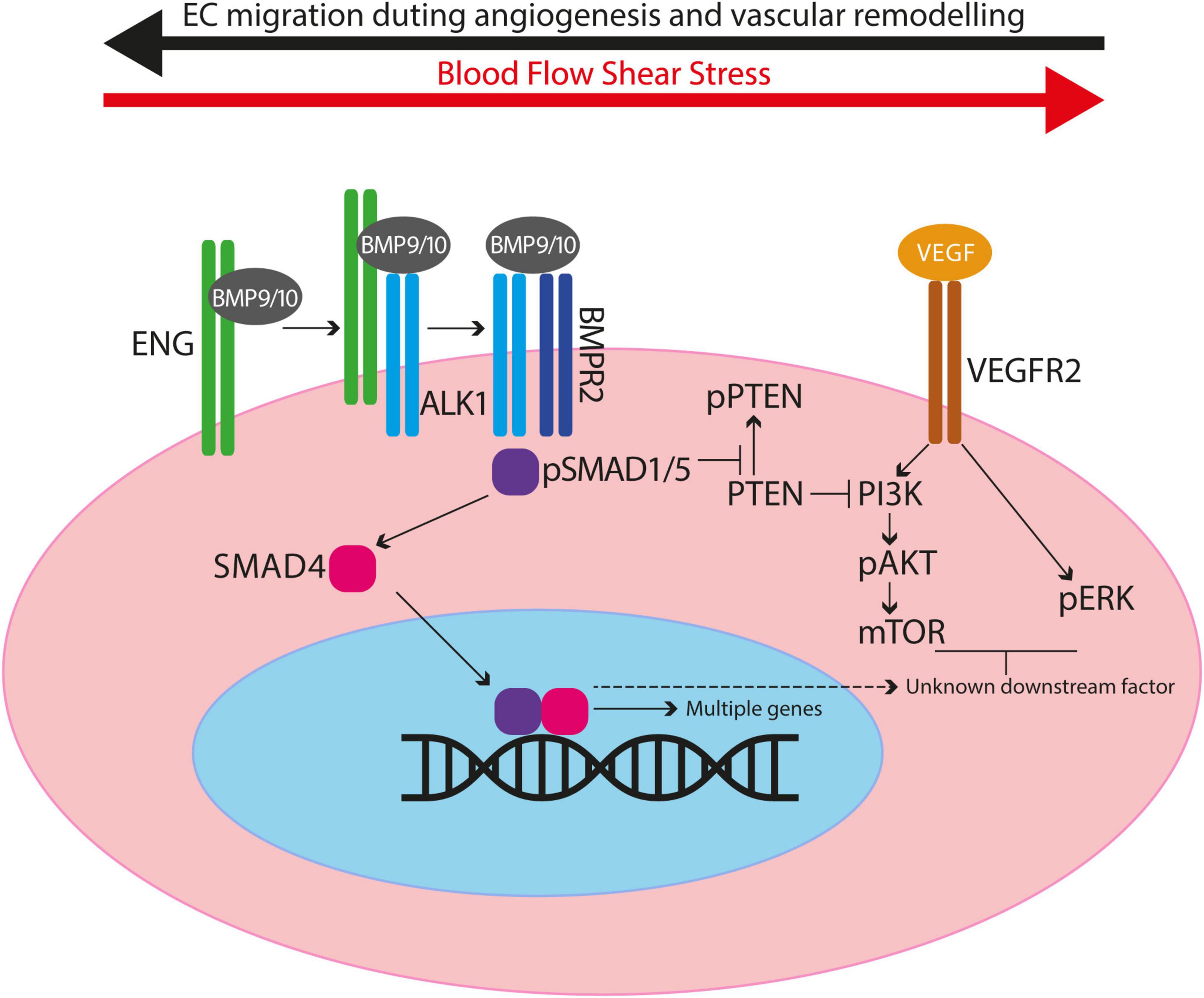 Frontiers | An update on preclinical models of hereditary
